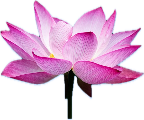 Lotus flower sticker
